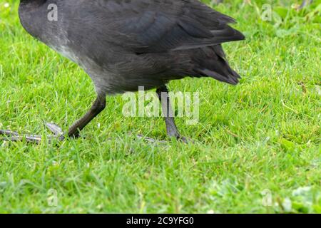 Fuß Der Eurasischen Coot Walking In Amsterdam Niederlande 29-7-2020 Stockfoto