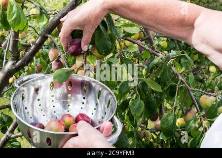 Frau pflückt Pflaumen von einem Baum in ihrem Garten in einen Sieb. Stockfoto