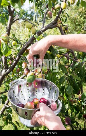 Frau pflückt Pflaumen von einem Baum in ihrem Garten in einen Sieb. Stockfoto