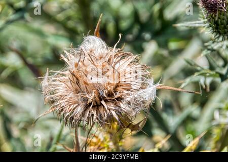 Thistle Blume von Goldfinken, die den Samen fressen, ausgepeckt. Stockfoto