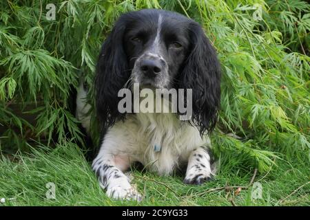 Black and White English Springer Spaniel Stockfoto