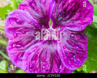 Baummallow (Malva arborea) stammt aus Südeuropa, ist aber inzwischen weit eingebürgert. Hereford UK Juli 2020 Stockfoto