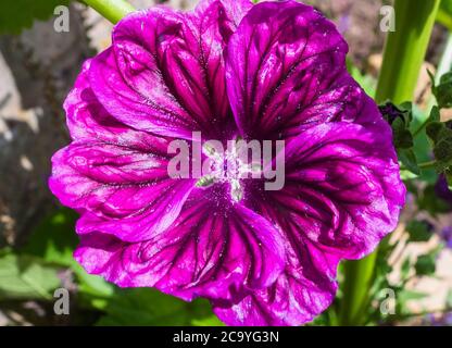 Baummallow (Malva arborea) stammt aus Südeuropa, ist aber inzwischen weit eingebürgert. Hereford UK Juli 2020 Stockfoto