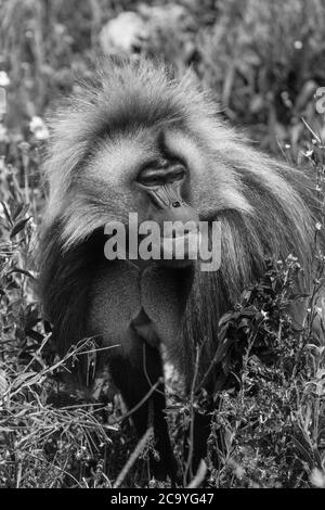 Male Gelada ((Theropithecus gelada) Wild Place Project, Bristol England, Großbritannien. Juli 2019 Stockfoto