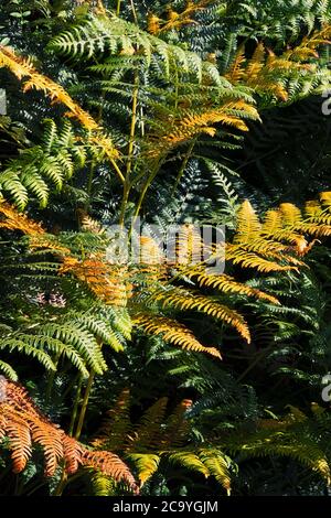 Königliche Farne im Herbst Stockfoto