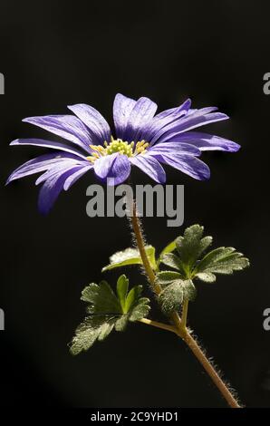 Anemone Blanda in Nahaufnahme Stockfoto