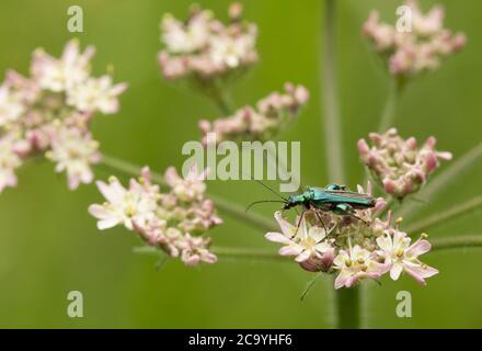 Dickbeinige Blütenkäfer (Männchen) auf Kuhpsilie Stockfoto