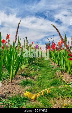 Feld von farbigen Gladiolen gegen einen bewölkten Himmel Stockfoto