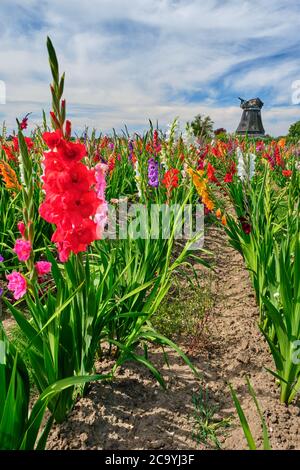 Feld von farbigen Gladiolen gegen einen bewölkten Himmel Stockfoto