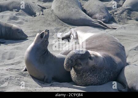 Elefantenrobben am Strand von Piedras Blancas, dem Ufer des Pazifischen Ozeans Kalifornien Stockfoto