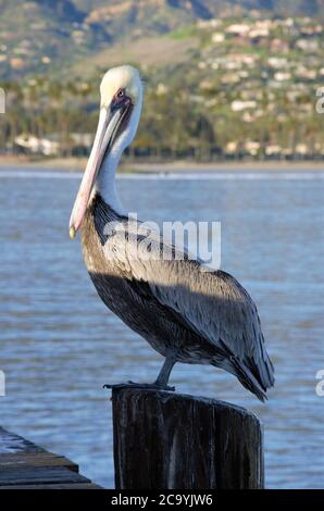 Brauner Pelikan am Strand in Kalifornien Stockfoto