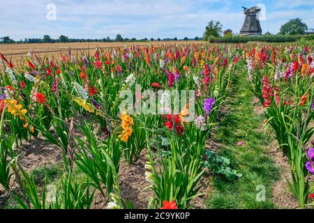 Feld von farbigen Gladiolen gegen einen bewölkten Himmel Stockfoto