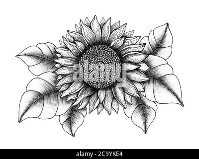 Vintage Sonnenblume Illustration, handgezeichnete florale Tinte Stift Skizze, schwarz und weiß Sonnenblume realistisches Design isoliert auf weiß, botanische Linie Kunst Stockfoto