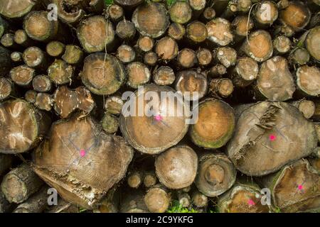 Ein riesiger Stapel von geschnittenen Holzstämmen Stockfoto