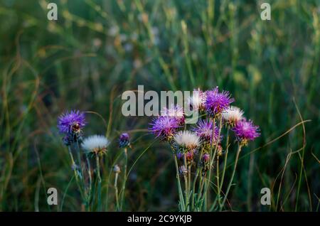 Weiß-lila Blüten von Kornblume Nahaufnahme. Sommerblüte von Wildkräutern. Natürliche Schönheit der Natur. Seitenansicht. Selektiver Fokus. Stockfoto