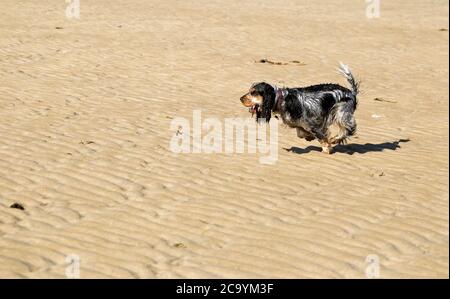 Mein wunderschönes blaues Roan und meine Bräune zeigen Cocker Spaniel beim Laufen An einem goldenen Sandstrand Stockfoto