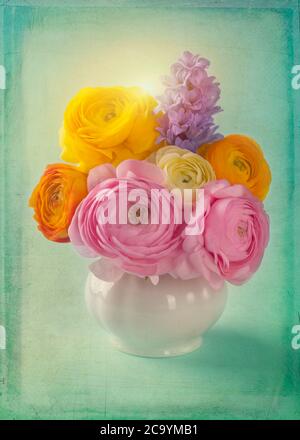 Rosa und gelbe Ranunculus in einer Vase Stockfoto