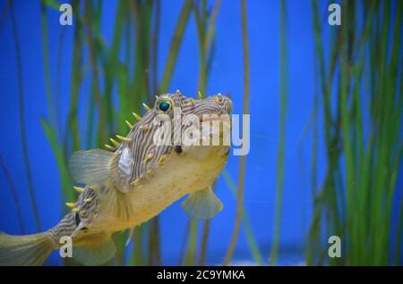 Fantastischer Blick auf einen gestreiften Burrfish unter Wasser mit Aalgras. Stockfoto