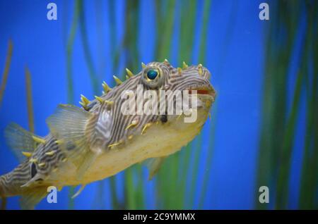 Fantastische Nahaufnahme Blick auf ein Fischgesicht unter Wasser. Stockfoto