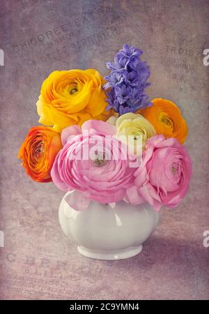 Rosa und gelbe Ranunculus in einer Vase Stockfoto