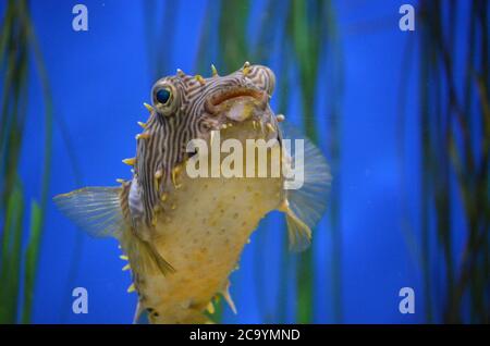 Fantastische Nahaufnahme Blick auf eine gestreifte Burrfish Gesicht. Stockfoto