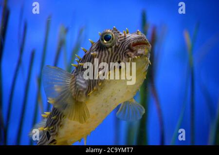 Fantastische Nahaufnahme Blick auf einen gestreiften Burrfish schwimmen unter Wasser. Stockfoto