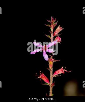 Selektive Fokusaufnahme von Lythrum virgatum 'Dropmore Purple' bei Dunkelheit Hintergrund Stockfoto