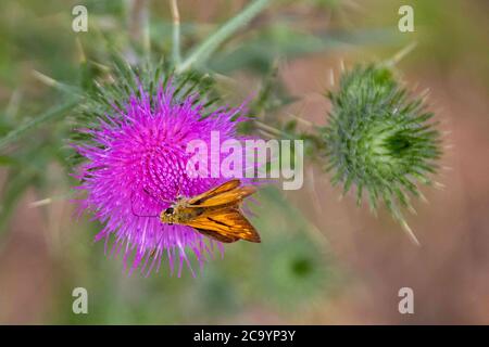 Großer Skipper Schmetterling auf einer Distel Stockfoto