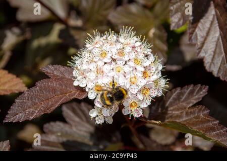 Bumble Biene auf gemeiner ninebark Stockfoto