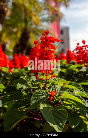 Eine Ausstellung von roten Salvia Blumen auf der Insel Bermuda Stockfoto