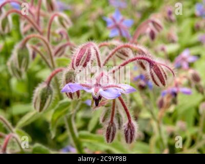 Hübsche sternförmige Blüten von Borretsch Stockfoto