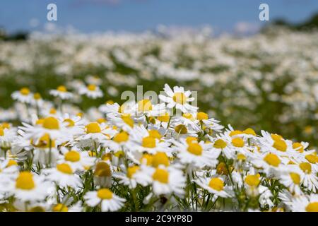 Gänseblümchen, die in der Brise weht Stockfoto