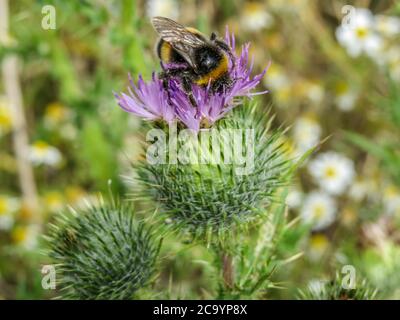 Beschäftigte Biene, die Nektar von einer Distel sammelt Stockfoto