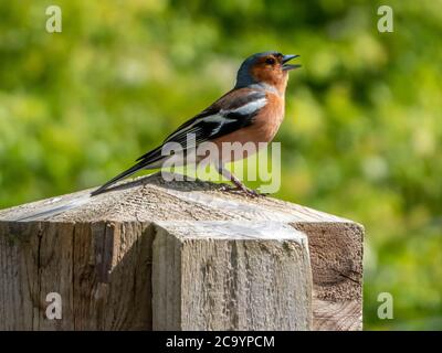 Buchfink singt im Sonnenschein Stockfoto