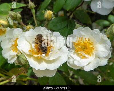 Honigbiene sammelt Pollen von Rose Stockfoto