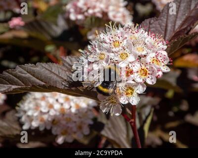 Hummel auf gemeiner Baumrinde Stockfoto