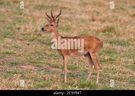 Eine vom Aussterben bedrohte Pampas Hirsch (Ozotoceros bezoarticus) in Südpantanal, Brasilien Stockfoto