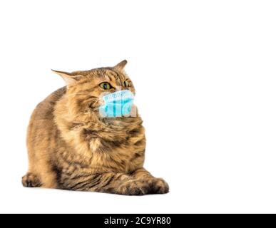 Katze in einer medizinischen Maske. Schutzmaske für Tiere. COVID-19, Coronovirus, Hantavirus-Konzept. Stockfoto