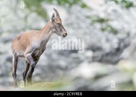 Die ganze Eleganz der Alpine Steinbock Weibchen in der Sommersaison (Capra Steinbock) Stockfoto