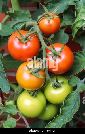 Einige große grüne Tomaten auf einem Busch, der an der Wand eines Hauses wächst. Agrarkonzept. Stockfoto