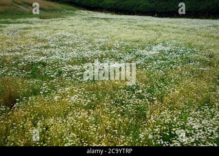 Kamillenpflanzen ( Chamaemelum nobile ) in Blume in einem Feld im Juli, Großbritannien Stockfoto