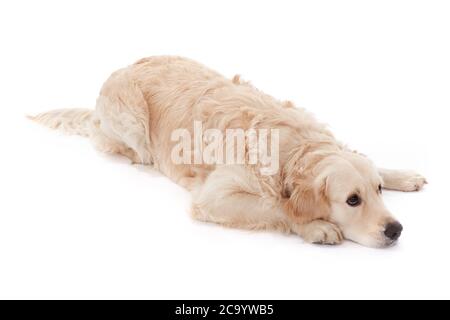 Golden Retriever auf dem Boden liegend, weißer Hintergrund Stockfoto