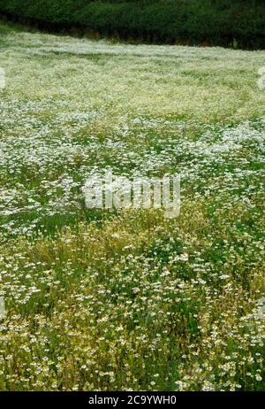 Kamillenpflanzen ( Chamaemelum nobile ) in Blume in einem Feld im Juli, Großbritannien Stockfoto