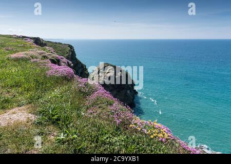 Meeresgedieh Armeria maritima wächst auf dem Küstenweg bei Bedruthan Steps in Carnewas in Cornwall. Stockfoto