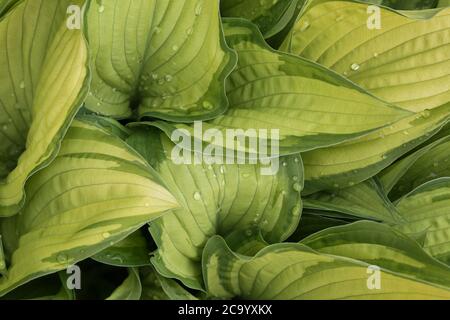 Regentropfen auf Hosta Plant Scotland, Ayrshire, Juli 2020 Stockfoto