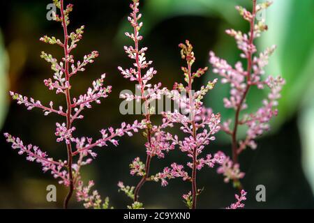 Astilbe simplicifolia Dunkellachs False Spirea Stockfoto