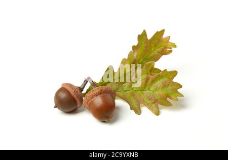 Eicheln und Eichenblätter isoliert auf weiß Stockfoto