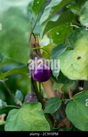 Aubergine Pflanze wächst in seiner Zeit an einem sonnigen Tag Stockfoto