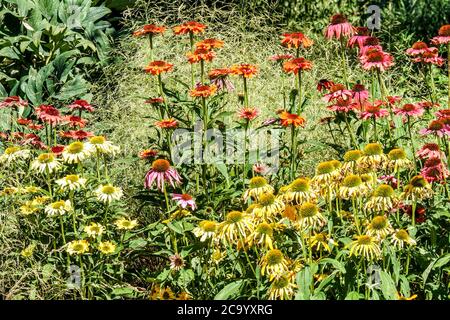 Winterharte Stauden Blumen, verschiedene Farben von Echinacea Cheyenne Spirit wächst im Garten Grenze Gräser Koneblüten Stockfoto