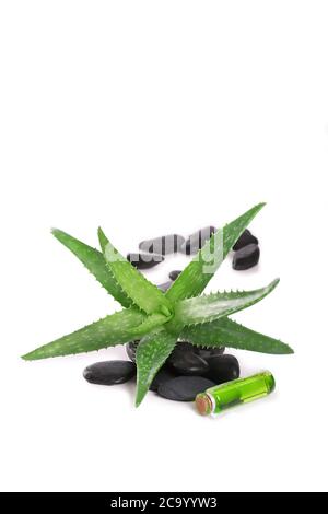 aloe Vera Öl isoliert auf weißem Hintergrund Stockfoto